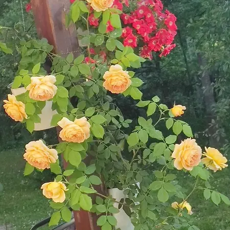 Apartmán Vojin Meljak