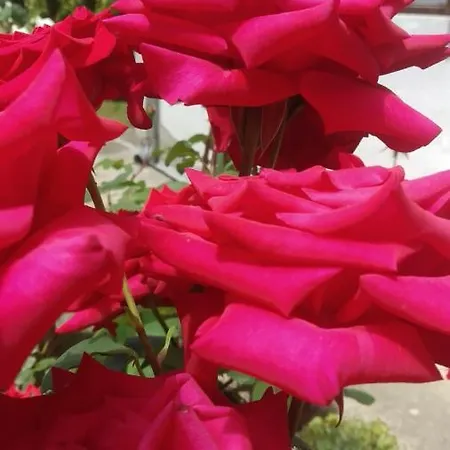 Vojin Apartmán Meljak