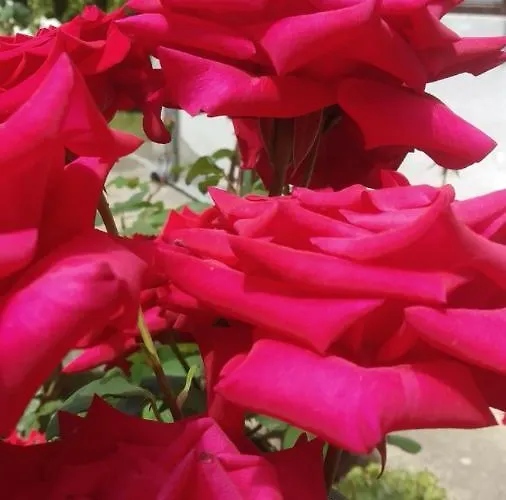 Vojin Apartamento Meljak